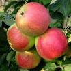 appelboom