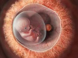 embryo1